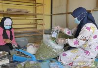 Gandeng ULM dan BNI, Diskop UKM Kalsel Akan Kembangkan Teh Daun Kelor Jadi Komoditas Ekspor
