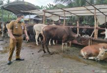 Disbunnak Kalsel Cek Harga dan Stok Daging Sapi di Banjarbaru Banjarmasin dan Kabupaten Banjar