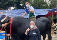 Raffi Ahmad Boyong Sapi Bager 1,4 Ton dari Gunung Kidul Yogya untuk Dikurbankan