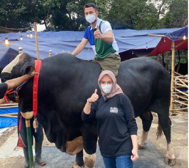 Raffi Ahmad Boyong Sapi Bager 1,4 Ton dari Gunung Kidul Yogya untuk