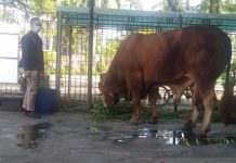 Masjid Raya Sabilal Muhtadin Potong Hewan Kurban 11 Juli, Al Jihad 9 Juli, Segini Jumlahnya