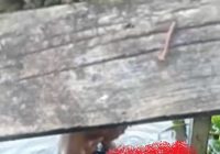 BREAKING NEWS: Seorang Perempuan Tenggelam di Kampung Melayu Banjarmasin