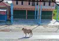 Seekor Sapi Kurban Lepas di Sungai Baras, Kapuas, Kalimantan Tengah