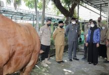 Sapi dari Presiden RI Joko Widodo di Masjid Raya Sabilal Muhtadin Banjarmasin Miliki Bobot 920 Kg