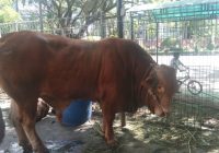 Dinas KP3 Banjarmasin Akan Periksa Hati Hewan Kurban, Ini Tujuannya