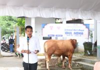 Pemkab Banjar Tahun Ini Sembelih 8 Ekor Sapi