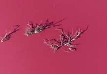 Danau di Argentina Berubah Warna Jadi Merah Muda, Pakar Lingkungan Khawatirkan Kerusakan Alam ini