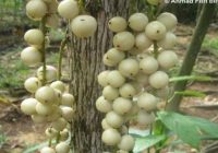 Wabup HST Minta Dinkes Uji Klinis Buah Limpasu Bisa Sembuhkan Covid-19