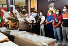 Benih Lobster Senilai Rp11 Miliar Ditemukan Dalam Mobil Tak  Bertuan ﻿