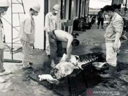 TKA Asal Tiongkok Bunuh Buaya untuk Dimakan, Perusahan di Konawe Minta Maaf
