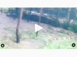 Kemunculan Ular Piton Besar, Panjang dan Gemuk di Kintap, Kabupaten Tanah Laut Resahkan Warga
