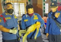 Bekantan Setelah dievakusi dari Kubah Masjid di Sungai Tabuk, Kini Sudah dilepas di Pulau Bakut