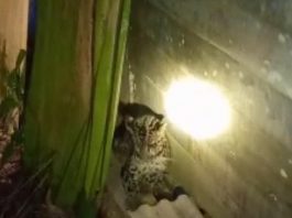 Hewan Buas diduga Macan Tutul di Desa Banyu Barau Kandangan Sempat Tertangkap, Begini Penampakannya