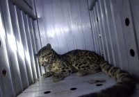 Warga Desa Banyu Barau Kandangan Berhasil Tangkap Hewan Buas diduga Macan Tutul