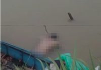 Jasad Pria Tanpa Identitas Telungkup Mengapung di Bantaran Sungai Satui Tanah Bumbu