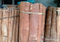 Tak Hanya Kayu Manis, Kulit Kayu Sintuk pun Kini Jadi Dagangan Primadona Warga Loksado
