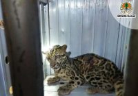 Kondisi Terkini Macan Dahan Ditemukan di Desa Banyu Barau Kandangan, Kepala BKSDA Kalsel: Kondisinya Sehat