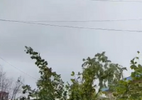 Pohon di Jalan Kolonel Sugiono Roboh, Sempat Macetkan Jalan