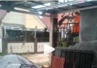Hiii, Puluhan Kera Menyerbu Kompleks Perumahan di Sungai Sipai Martapura