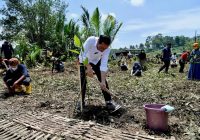 DLH Apresiasi Penanaman 1000 Pohon Mangrove oleh Pihak Swasta