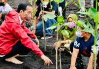 Sambil Nyeker Presiden Tanam Mangrove Bersama Kaum Ibu di Pantai Wisata Raja Kecik