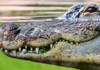 Diterkam Buaya saat Menjaring Ikan, Warga Kukar Belum Ditemukan hingga Sekarang