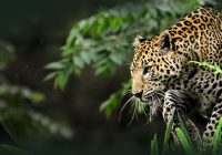 Hewan Langka Macan Tutul Jawa atau Maung Terekam Kamera Tim Ekspedisi di Gunung Sanggabuana, Jawa Barat