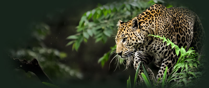 Macan Tutul Jawa