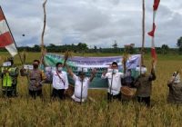 Kelompok Tani Sejahtera di Gunung Tinggi Gelar Syukuran Panen Padi
