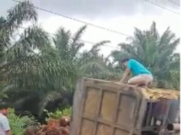 Sopir Mengantuk, Truk Sawit Terbalik di Sekitar Jorong Tanah Laut