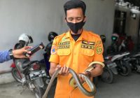 BPBD Kota Banjarmasin Evakuasi Ular Liar Jenis Pytas Koros di Pemukiman Warga