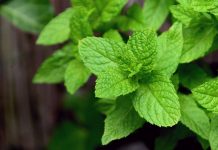 7 Manfaat Daun Mint untuk Kesehatan