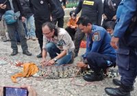 UPT Damkar Banjar Tingkatkan Keterampilan dan Wawasan Mengevakuasi Ular