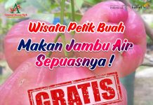 Asyiknya Ada Wisata Petik Buah, Makan Jambu Sepuasnya di Amanah Borneo Park Banjarbaru