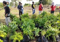 Para Aktivis Dayak Ini Targetkan Tanam 4 Ribu Bibit Pohon di Kalsel