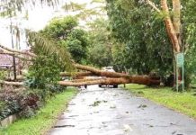 DLH Batola Bersihkan Pohon yang Tumbang Akibat Puting Beliung