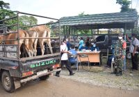 Puluhan Penjual Sapi di Pasar Hewan Pelaihari Terjaring Razia Prokes