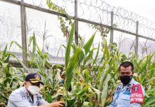 Panen Jagung di Lapas Narkotika Kelas II A Karang Intan