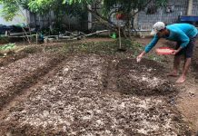 Sujono Makin Mahir Berkebun Sayur-sayuran di Lapas Karang Intan