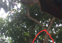 Diduga Buluh Terkena Kabel PLN Saat Memetik Buah, Warga HSS Tewas Tersetrum