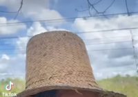 Viral Kisah Kai Nanang Berjualan Satu Burung Kayuh Sepeda Hingga 25 Kilometer dari Sungai Tabuk Sampai Gambut