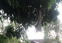 Relawan Kembali Lakukan Pencarian Korban Tenggelam di Kanoko Anjir