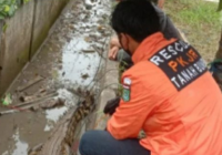 Heboh Buaya di Halaman Hotel Surya Batulicin, Dikirim ke Penangkaran Jhonlin