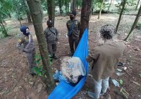 Asyik Bercengkrama Dalam Hammock di Taman Hutan Kota Banjarbaru, Lima Pasang Muda-mudi Dapat Peringatan Satpol PP