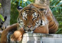 Harimau Malaya Bernama Eko Tewas Ditembak Usai Menggigit Petugas Kebun Binatang Naples Hingga Terluka Parah