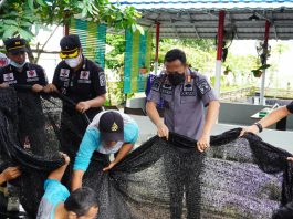 Lapas Karang Intan Panen 1500 Lebih Ikan Gurame