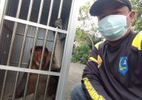 Bekantan Berhasil Diselamatkan, Kesetrum di Desa Banjarbaru Daha Selatan