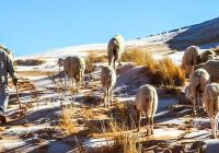 Fenomena Alam Langka, Salju dan Kristal Es Penuhi Gurun Sahara, Aljazair, Januari 2022