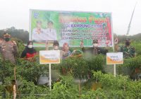 Petani Desa Madang Padang Batung HSS Panen Cabai Besar dan Rawit