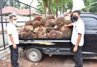 Usai Terjerat Sabu, Mantan Anggota DPRD Tanah Laut Ini Kembali Ditangkap Terduga Terlibat Pencurian Sawit